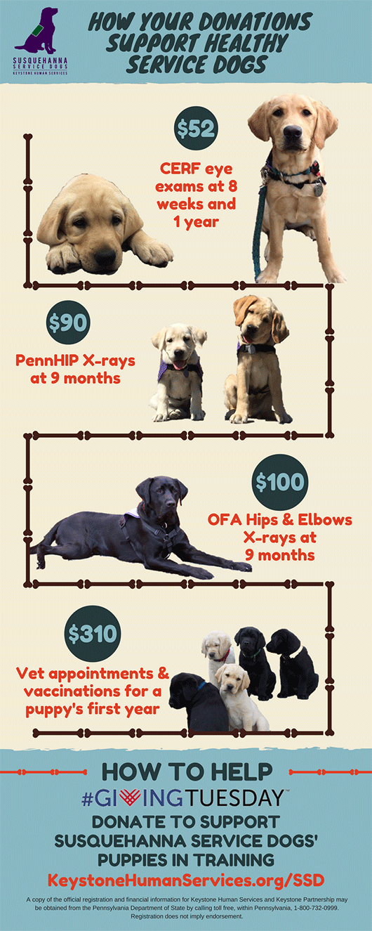 How your donations support healthy service dogs - infographic of first-year vet bills