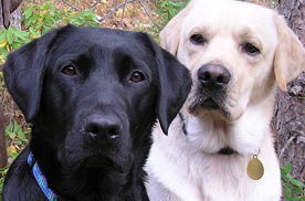 A black Lab and a yellow Lab look into camera