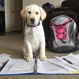 Puppy sits on notebook and looks at camera