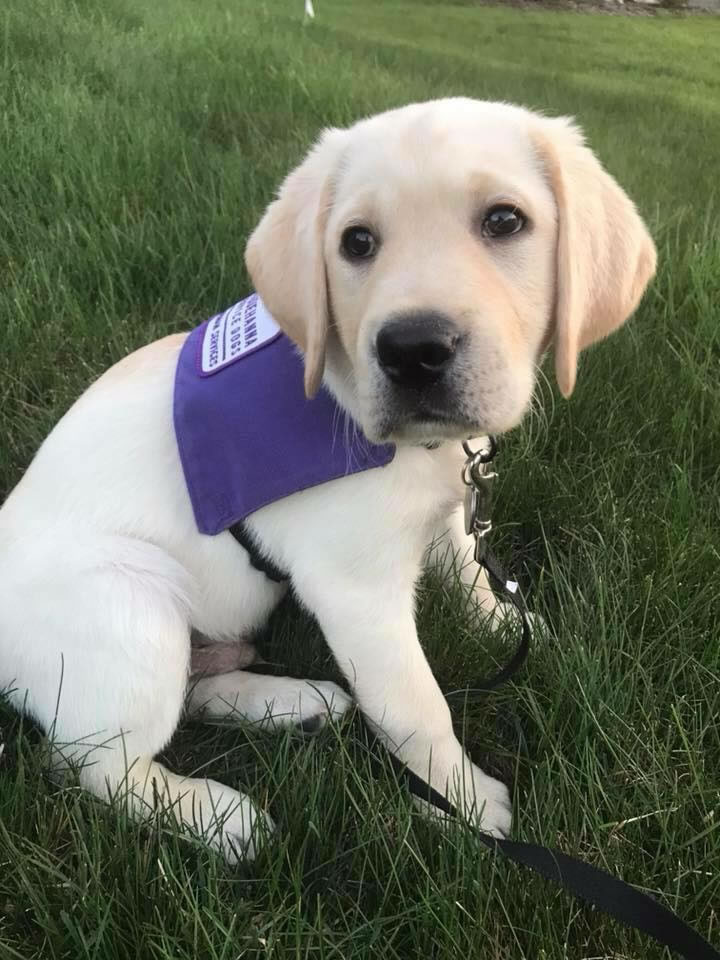 Thank you to the Brenner Family for their generous support of this puppy cam!