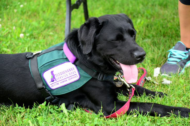 Black Lab wearing service scarf rests on the grass