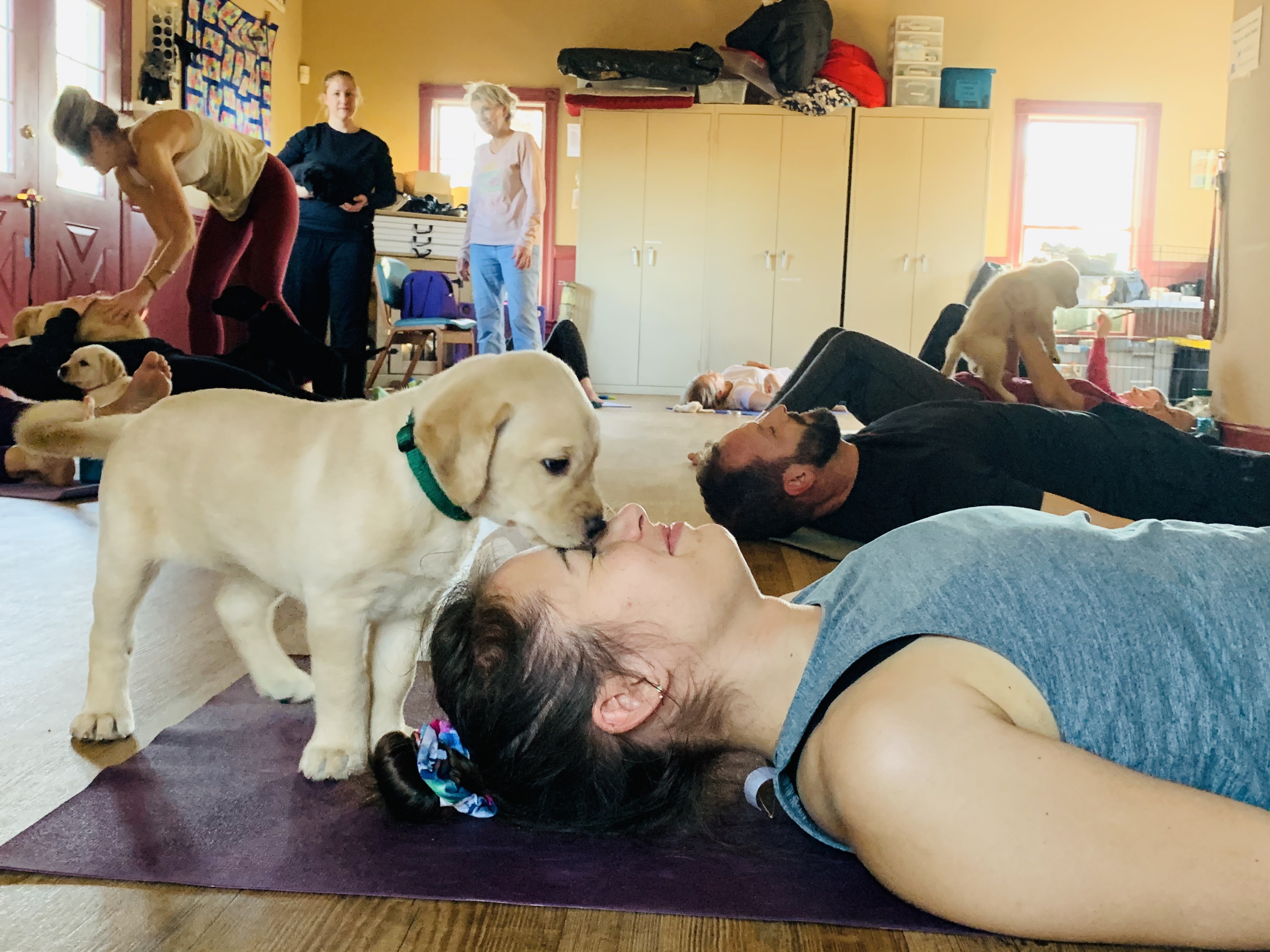 Yellow Labrador retriever puppy gives kisses to a yoga practitioner