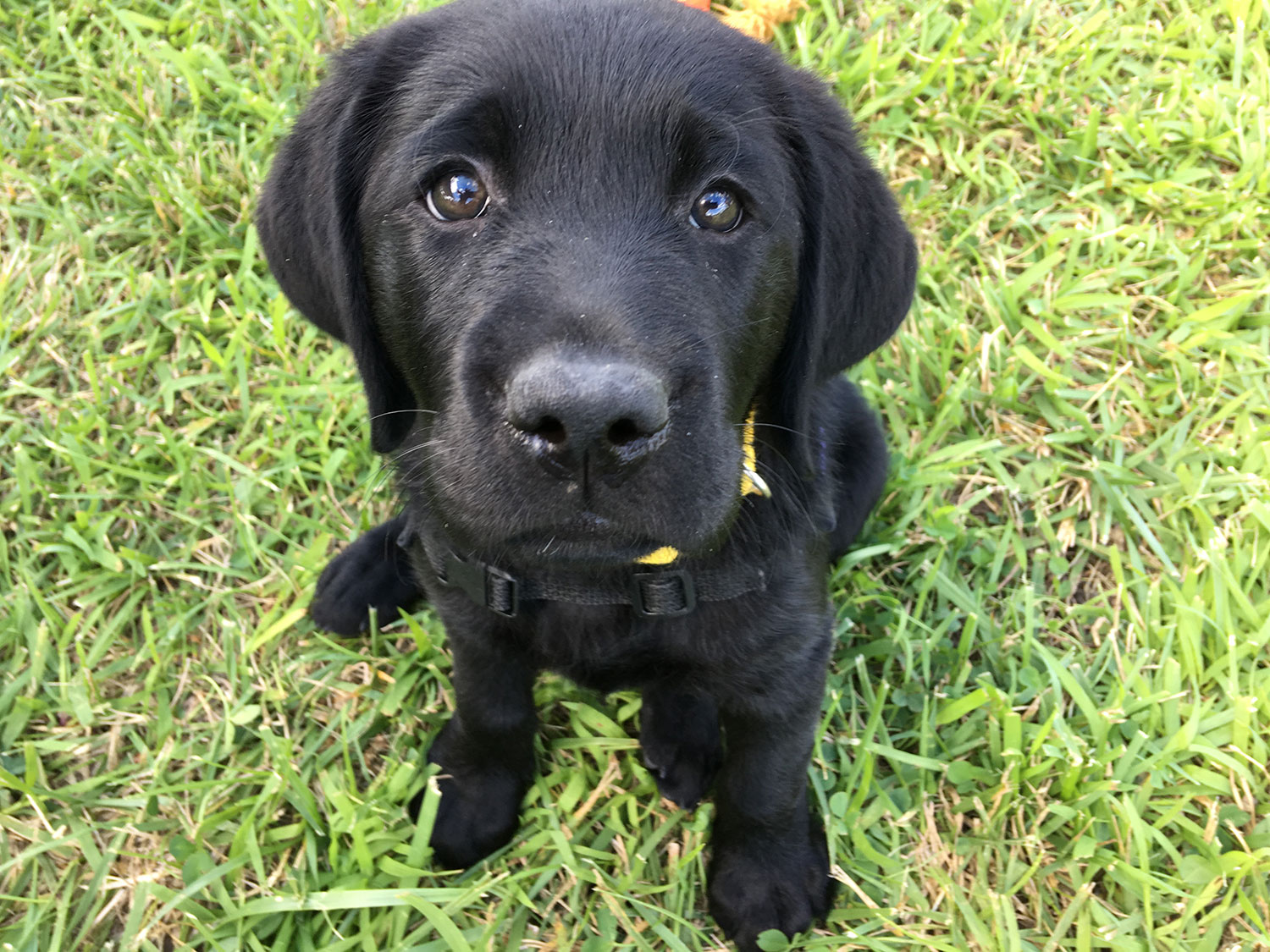 Black lab puppy looks into camera